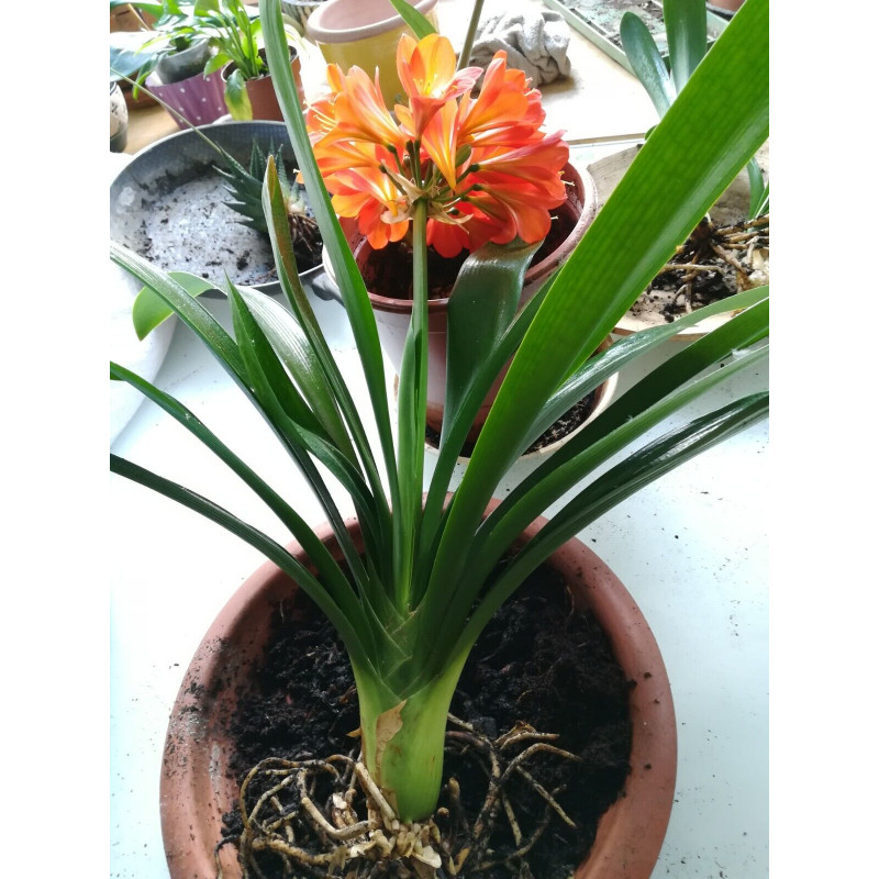 Riemenblatt - Klivie (Clivia) Wunderschne Blhpflanze bes. Wohn- u.  Arbeitsrume