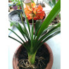 Riemenblatt - Klivie (Clivia) Wunderschöne Blühpflanze bes. Wohn- u. Arbeitsräume