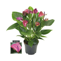 Flamingoblume (Anthurie) wunderschön blühende Zimmerpflanze bes. f. Wohn- u. Arbeitsräume