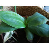 Bananen Pflanze (Musa) schöne Grünpflanze f. Wohnung/Winter-/Garten