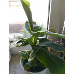 Bananen Pflanze (Musa) schöne Grünpflanze f. Wohnung/Winter-/Garten