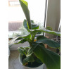 Bananen Pflanze (Musa) schöne Grünpflanze f. Wohnung/Winter-/Garten