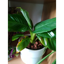Bananen Pflanze (Musa) schöne Grünpflanze f. Wohnung/Winter-/Garten