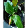 Bananen Pflanze (Musa) schöne Grünpflanze f. Wohnung/Winter-/Garten