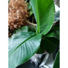 Bananen Pflanze (Musa) schöne Grünpflanze f. Wohnung/Winter-/Garten