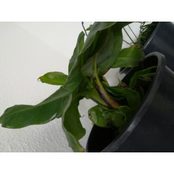 Bananen Pflanze (Musa) schöne Grünpflanze f. Wohnung/Winter-/Garten