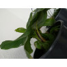 Bananen Pflanze (Musa) schöne Grünpflanze f. Wohnung/Winter-/Garten