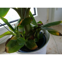 Bananen Pflanze (Musa) schöne Grünpflanze f. Wohnung/Winter-/Garten