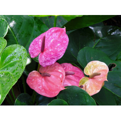 Flamingoblume (Anthurie) wunderschön blühende Zimmerpflanze bes. f. Wohn- u. Arbeitsräume