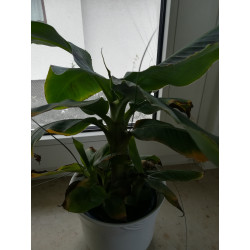 Bananen Pflanze (Musa) schöne Grünpflanze f. Wohnung/Winter-/Garten