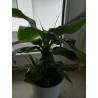 Bananen Pflanze (Musa) schöne Grünpflanze f. Wohnung/Winter-/Garten