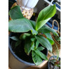 Bananen Pflanze (Musa) schöne Grünpflanze f. Wohnung/Winter-/Garten