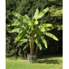 Bananen Pflanze (Musa) schöne Grünpflanze f. Wohnung/Winter-/Garten