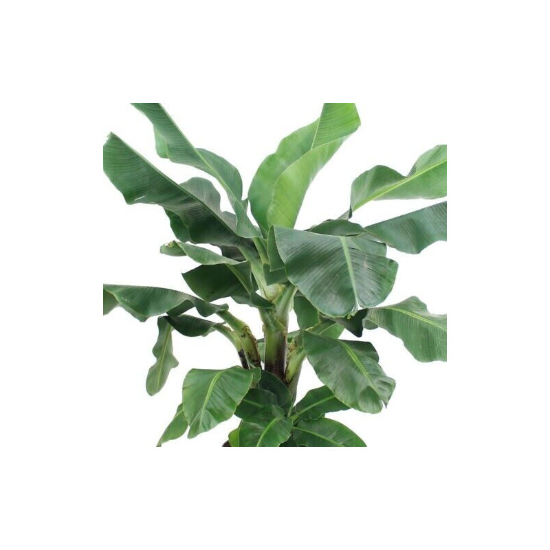 Bananen Pflanze (Musa) schöne Grünpflanze f. Wohnung/Winter-/Garten