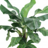 Bananen Pflanze (Musa) schöne Grünpflanze f. Wohnung/Winter-/Garten