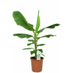 Bananen Pflanze (Musa) schöne Grünpflanze f. Wohnung/Winter-/Garten