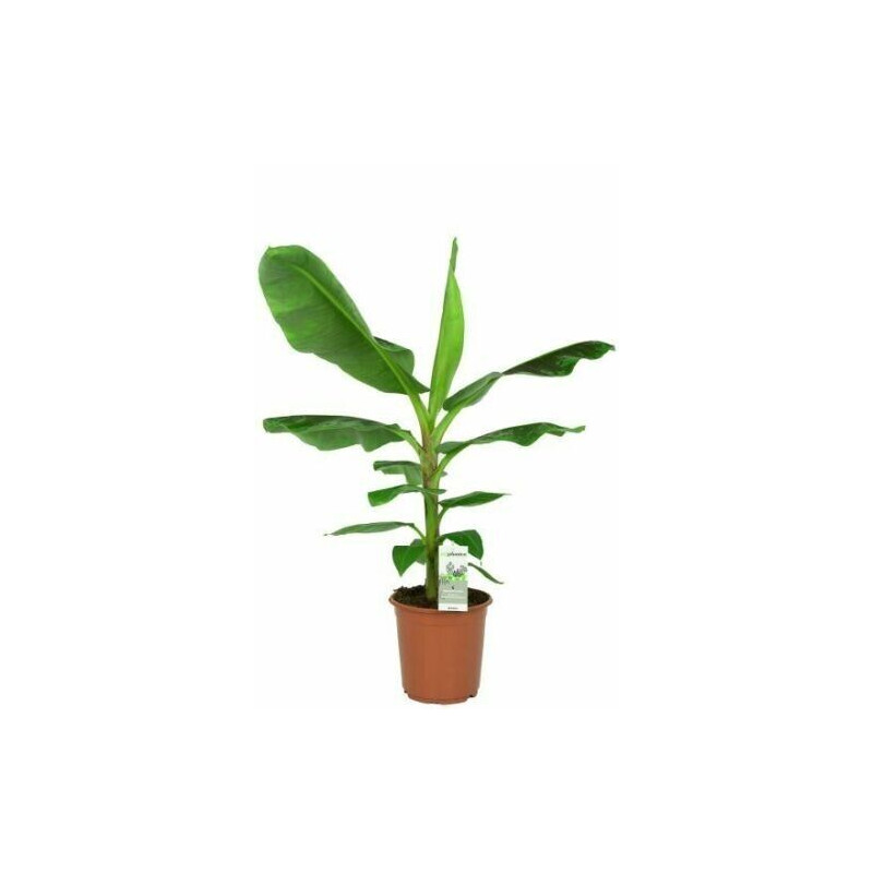 dracaena marginata light requirements Dracaena, Marginata Kiwi 8