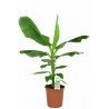 Bananen Pflanze (Musa) schöne Grünpflanze f. Wohnung/Winter-/Garten