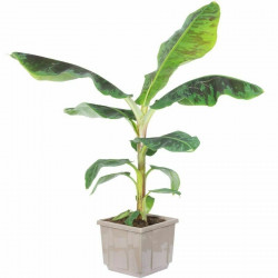 Bananen Pflanze (Musa) schöne Grünpflanze f. Wohnung/Winter-/Garten