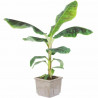 Bananen Pflanze (Musa) schöne Grünpflanze f. Wohnung/Winter-/Garten