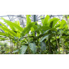 Bananen Pflanze (Musa) schöne Grünpflanze f. Wohnung/Winter-/Garten