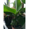 Bananen Pflanze (Musa) schöne Grünpflanze f. Wohnung/Winter-/Garten