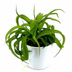 Grünlilie (Chlorophytum...