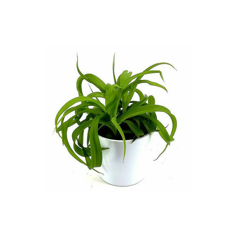 Grünlilie (Chlorophytum comosum) perfekte Zimmer Pflanze besonders f. Schlaf- u. Wohnräume