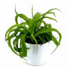 Grünlilie (Chlorophytum comosum) perfekte Zimmer Pflanze besonders f. Schlaf- u. Wohnräume