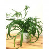 Grünlilie (Chlorophytum comosum) perfekte Zimmer Pflanze besonders f. Schlaf- u. Wohnräume