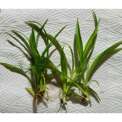 Grünlilie (Chlorophytum comosum) perfekte Zimmer Pflanze besonders f. Schlaf- u. Wohnräume