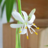 Grünlilie (Chlorophytum comosum) perfekte Zimmer Pflanze besonders f. Schlaf- u. Wohnräume