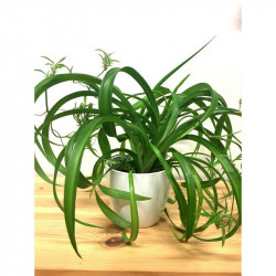 Grünlilie (Chlorophytum comosum) perfekte Zimmer Pflanze besonders f. Schlaf- u. Wohnräume
