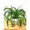 Grünlilie (Chlorophytum comosum) perfekte Zimmer Pflanze besonders f. Schlaf- u. Wohnräume