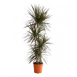 Drachenbaum Ableger (Dracaena) grün wunderschön pflegeleichte Palmenart