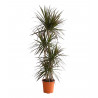 Drachenbaum Ableger (Dracaena) grün wunderschön pflegeleichte Palmenart