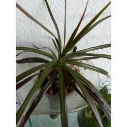 Drachenbaum Ableger (Dracaena) grün wunderschön pflegeleichte Palmenart