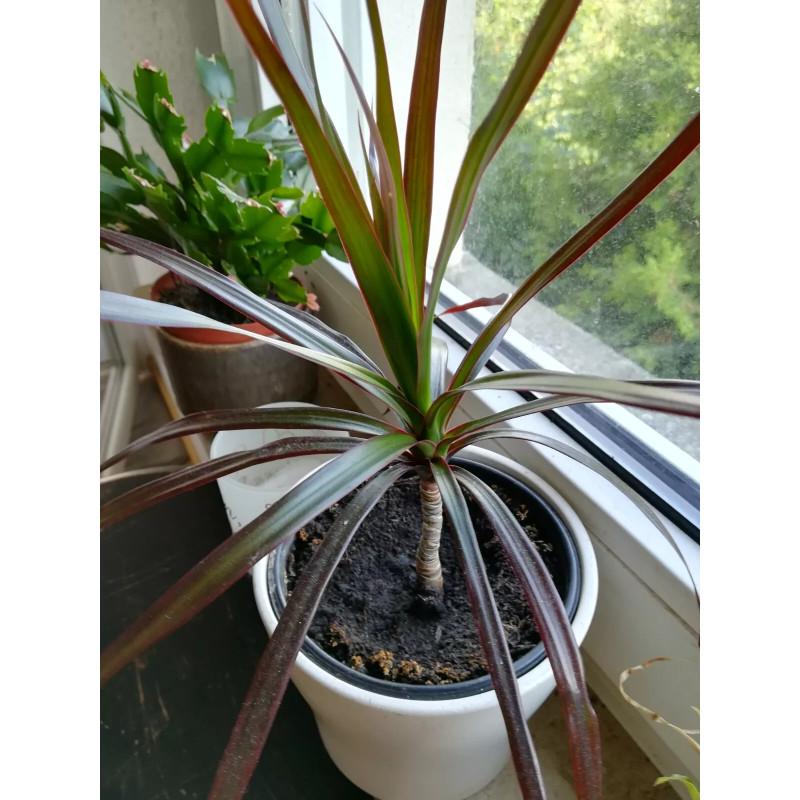 Drachenbaum Ableger (Dracaena) grün wunderschön pflegeleichte Palmenart