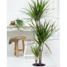 Drachenbaum Ableger (Dracaena) grün wunderschön pflegeleichte Palmenart