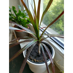 Drachenbaum Ableger (Dracaena) grün wunderschön pflegeleichte Palmenart
