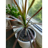 Drachenbaum Ableger (Dracaena) grün wunderschön pflegeleichte Palmenart