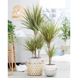 Drachenbaum Ableger (Dracaena) grün wunderschön pflegeleichte Palmenart