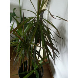 Drachenbaum Ableger (Dracaena) grün wunderschön pflegeleichte Palmenart