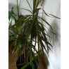 Drachenbaum Ableger (Dracaena) grün wunderschön pflegeleichte Palmenart