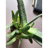 Gasteria (Carinata) Sukulente ZimmerPflanze, Ableger