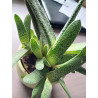 Gasteria (Carinata) Sukulente ZimmerPflanze, Ableger