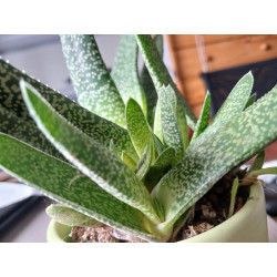 Gasteria (Carinata) Sukulente ZimmerPflanze, Ableger
