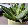 Gasteria (Carinata) Sukulente ZimmerPflanze, Ableger