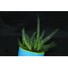 Gasteria (Carinata) Sukulente ZimmerPflanze, Ableger