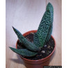 Gasteria (Carinata) Sukulente ZimmerPflanze, Ableger